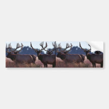 Tule Elk Bulls Bumper Stickers