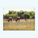 Tule Elk Bulls Canvas Print canvas prints