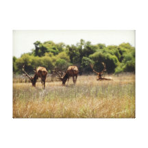 Tule Elk Bulls Canvas Print