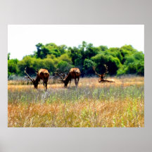 Tule Elk Bulls Poster