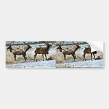 Tule Elk Bumper Sticker