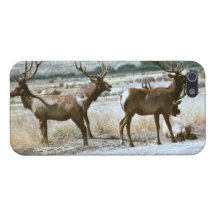 Tule Elk iPhone Cover iPhone 5 Cover