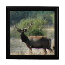 Tule Elk Jewelry Box