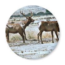 Tule Elk magnets