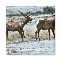 Tule Elk magnets