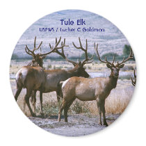 Tule Elk magnets