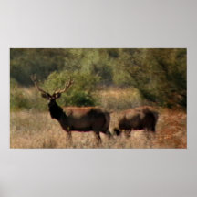 Tule Elk Poster