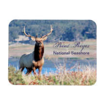 Tule Elk Reserve Point Reyes Magnets