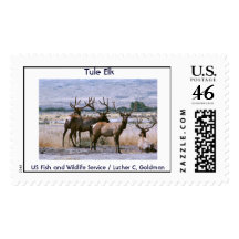 Tule Elk Stamp