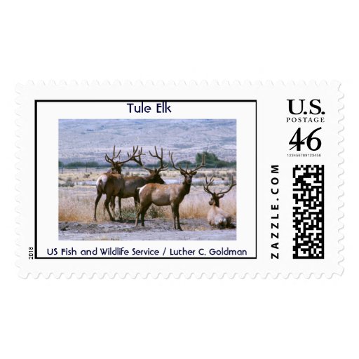 Tule Elk Stamp