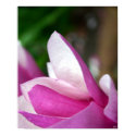 tulip 002 posters by HAJenkins tulip 002 posters