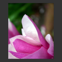 tulip 002 posters