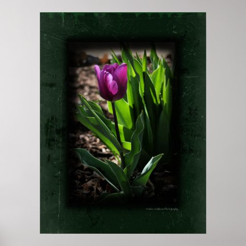 Tulip 0243 Green Canvas Print print