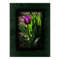Tulip 0243 Green Canvas Print posters
