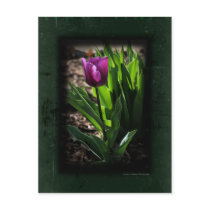Tulip 0243 Green Postcards postcards