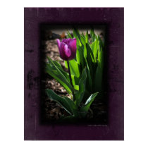 Tulip 0243 Purple Canvas Print posters