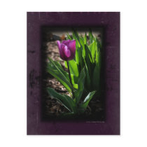 Tulip 0243 Purple Postcards postcards