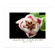Tulip 224 posters by Alice_Major Tulip 224 posters
