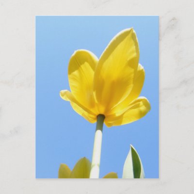 Tulip+53+%7E+postcard+by+Andy2302