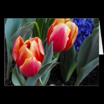 Tulip-A Flower of Love cards