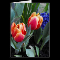 Tulip-A Flower of Love cards