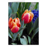 Tulip-A Flower of Love Greeting Card