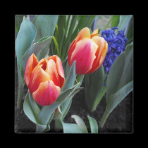 Tulip-A Flower of Love magnets