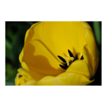 Tulip Abstract posters