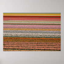 Tulip agriculture posters