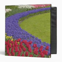 Tulip and Grape Hyacinth and daffodil garden, Binders