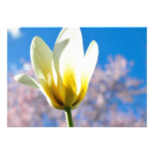 Tulip-and-sky1579 WHITE YELLOW TULIP FLOWER BLUE S Custom Invitation
