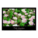 Tulip Angelique posters