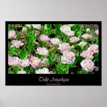 Tulip Angelique Poster