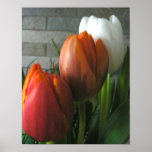Tulip blooms poster