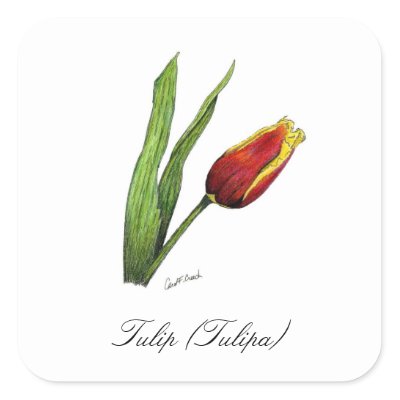 Tulip Botanical Illustration