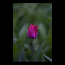 Tulip bud canvas print posters