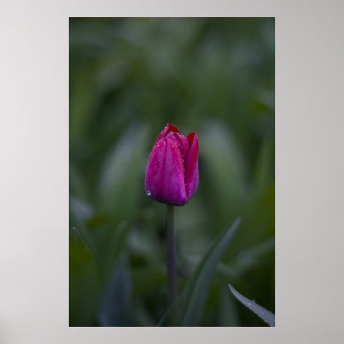 Tulip bud framed print print