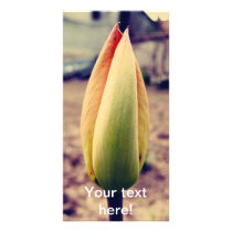 Tulip bud photo greeting card