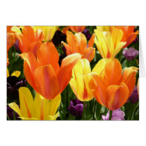 Tulip Bulbs cards by cshphotos Tulip Bulbs cards