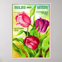 Tulip Bulbs Catalog Illustration Poster