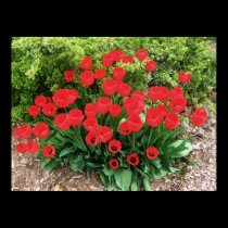 Tulip Bush posters by trendhuntress Tulip Bush posters