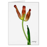 "Tulip" by J. Maya Luz Card