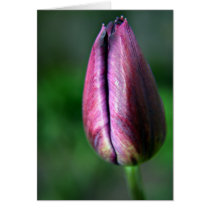 Tulip cards