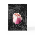 Tulip cards