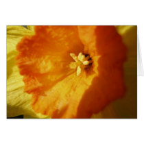 Tulip cards