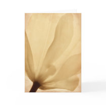 Tulip Closeup, Aged cards