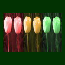 Tulip Collection 2 posters by doonagiri Tulip Collection 2 posters