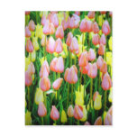 tulip colors postcard