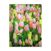 tulip colors postcard