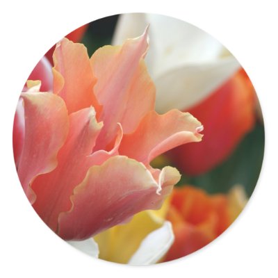 Tulip Cream